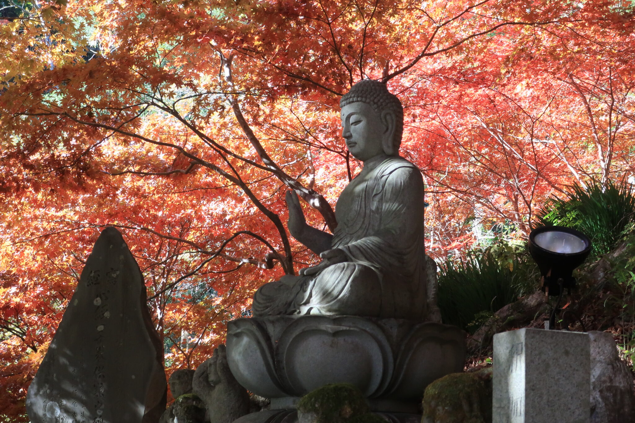 【いせはら紅葉情報】大山寺 阿夫利神社下社（11/20） | （一社）伊勢原市観光協会 公式ホームページ